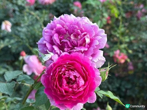 深圳好去處 | 人民公園 | 2026深圳月季賞