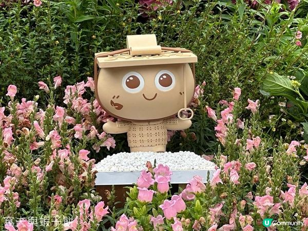 香港好去處 | 賞花 | 2026維園花展(1) | 香港特色