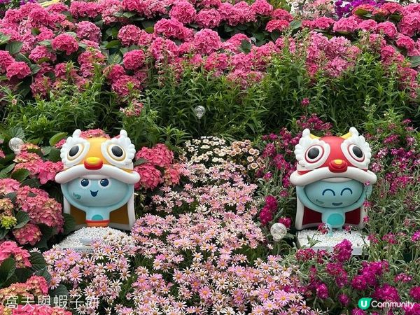 香港好去處 | 賞花 | 2026維園花展(1) | 香港特色