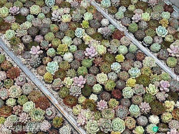 香港好去處 | 賞花 | 2026維園花展(1) | 香港特色