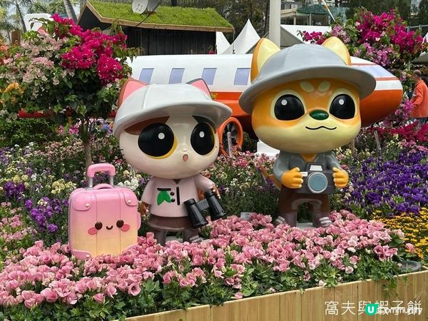 香港好去處 | 賞花 | 2026維園花展(1) | 香港特色