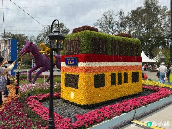 香港好去處 | 賞花 | 2026維園花展(1) | 香港特色