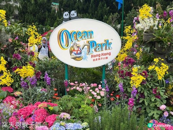 香港好去處 | 賞花 | 2026維園花展(1) | 香港特色