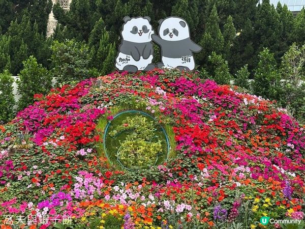 香港好去處 | 賞花 | 2026維園花展(1) | 香港特色