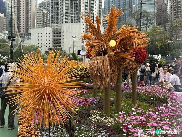 香港好去處 | 賞花 | 2026維園花展(1) | 香港特色