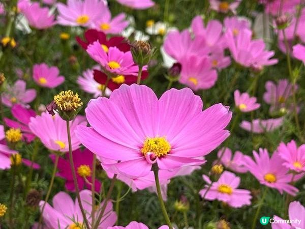 香港好去處 | 賞花 | 2026維園花展(1) | 香港特色