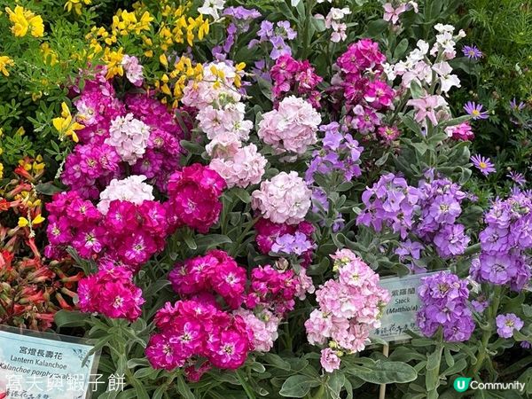 香港好去處 | 賞花 | 2026維園花展(2) | 紫羅蘭 | 繡球花