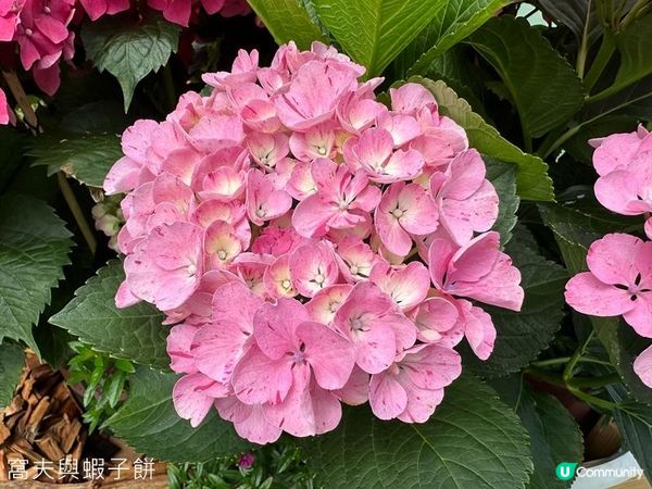 香港好去處 | 賞花 | 2026維園花展(2) | 紫羅蘭 | 繡球花