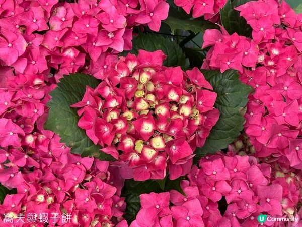 香港好去處 | 賞花 | 2026維園花展(2) | 紫羅蘭 | 繡球花