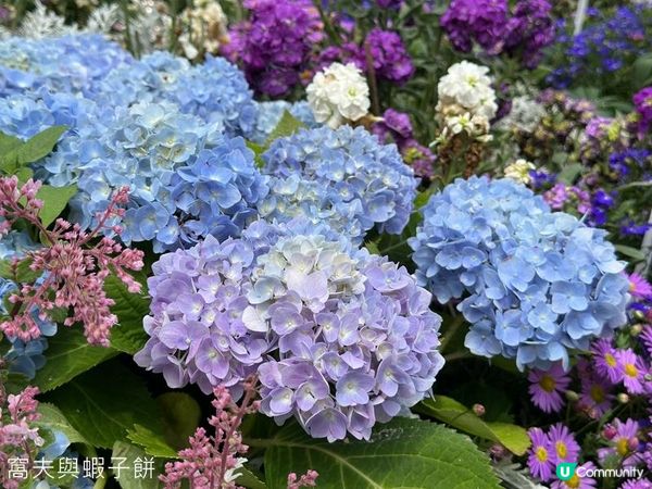香港好去處 | 賞花 | 2026維園花展(2) | 紫羅蘭 | 繡球花