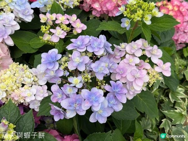 香港好去處 | 賞花 | 2026維園花展(2) | 紫羅蘭 | 繡球花