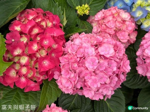 香港好去處 | 賞花 | 2026維園花展(2) | 紫羅蘭 | 繡球花