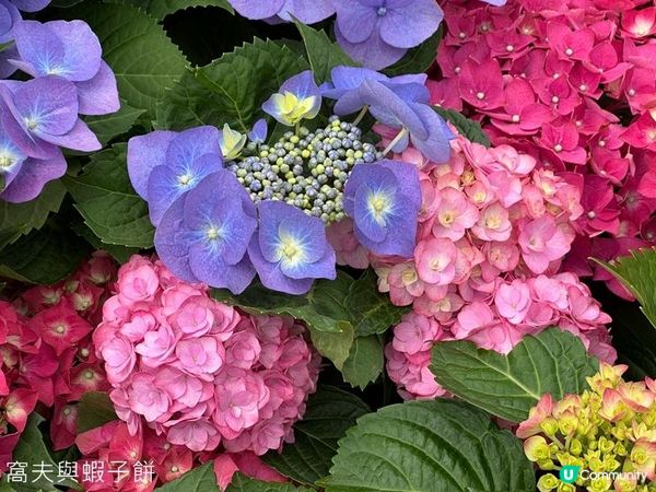 香港好去處 | 賞花 | 2026維園花展(2) | 紫羅蘭 | 繡球花