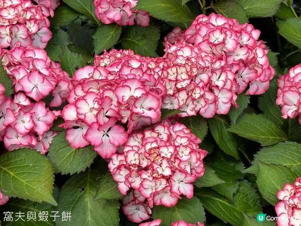 香港好去處 | 賞花 | 2026維園花展(2) | 紫羅蘭 | 繡球花