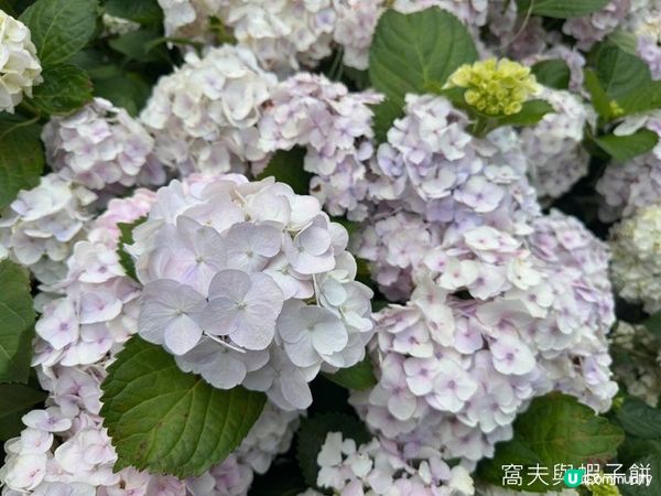 香港好去處 | 賞花 | 2026維園花展(2) | 紫羅蘭 | 繡球花