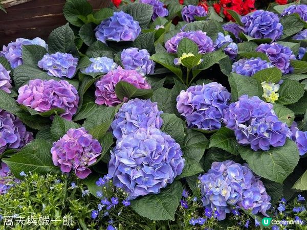 香港好去處 | 賞花 | 2026維園花展(2) | 紫羅蘭 | 繡球花