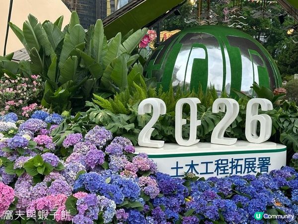 香港好去處 | 賞花 | 2026維園花展(2) | 紫羅蘭 | 繡球花