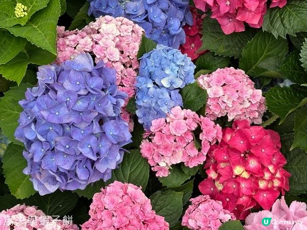 香港好去處 | 賞花 | 2026維園花展(2) | 紫羅蘭 | 繡球花