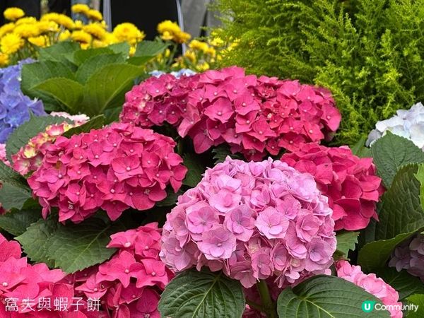 香港好去處 | 賞花 | 2026維園花展(2) | 紫羅蘭 | 繡球花