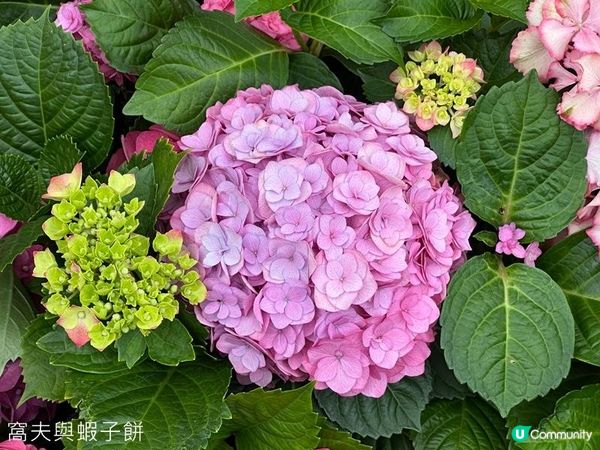 香港好去處 | 賞花 | 2026維園花展(2) | 紫羅蘭 | 繡球花