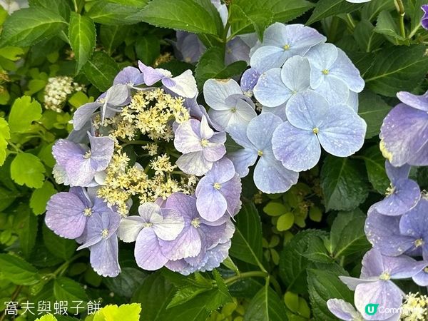 香港好去處 | 賞花 | 2026維園花展(2) | 紫羅蘭 | 繡球花