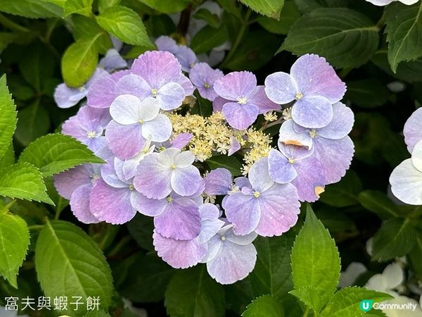 香港好去處 | 賞花 | 2026維園花展(2) | 紫羅蘭 | 繡球花