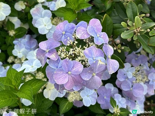香港好去處 | 賞花 | 2026維園花展(2) | 紫羅蘭 | 繡球花