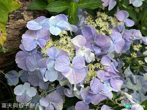 香港好去處 | 賞花 | 2026維園花展(2) | 紫羅蘭 | 繡球花