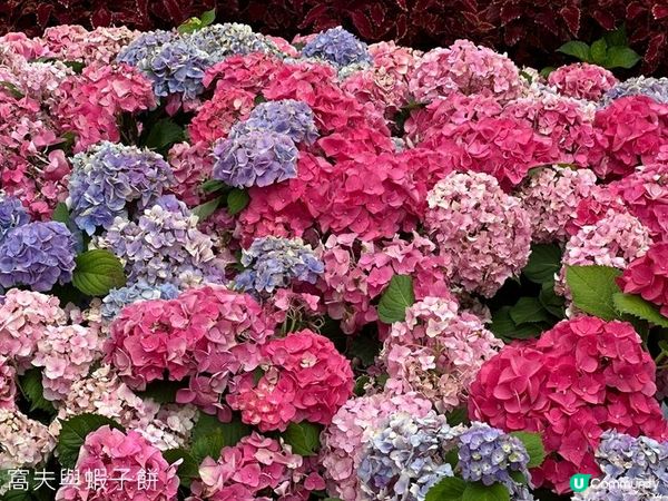 香港好去處 | 賞花 | 2026維園花展(2) | 紫羅蘭 | 繡球花