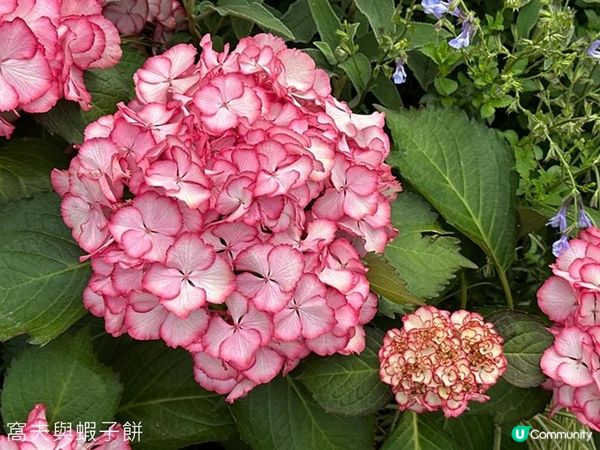 香港好去處 | 賞花 | 2026維園花展(2) | 紫羅蘭 | 繡球花