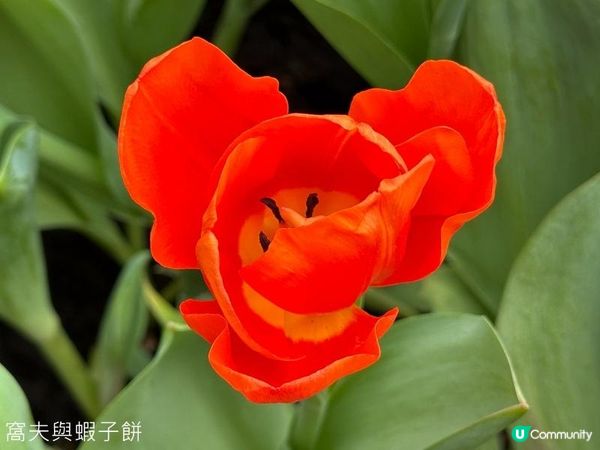 香港好去處 | 賞花 | 2026維園花展(4) | 鬱金香