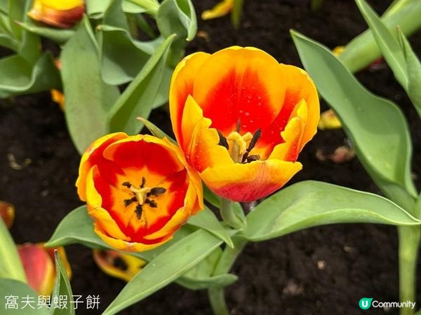 香港好去處 | 賞花 | 2026維園花展(4) | 鬱金香