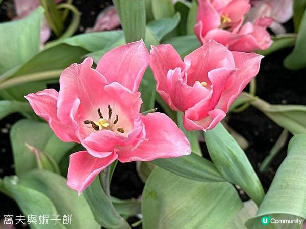 香港好去處 | 賞花 | 2026維園花展(4) | 鬱金香