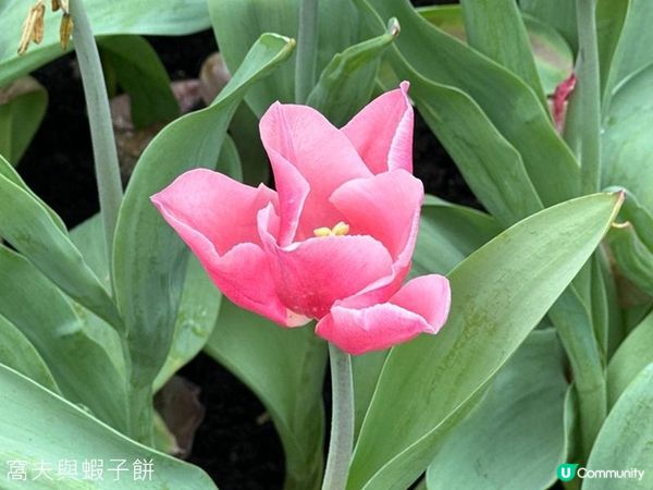 香港好去處 | 賞花 | 2026維園花展(4) | 鬱金香