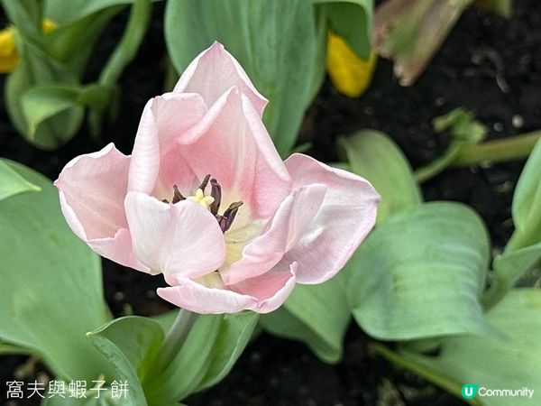 香港好去處 | 賞花 | 2026維園花展(4) | 鬱金香