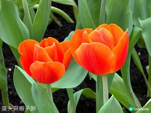 香港好去處 | 賞花 | 2026維園花展(4) | 鬱金香