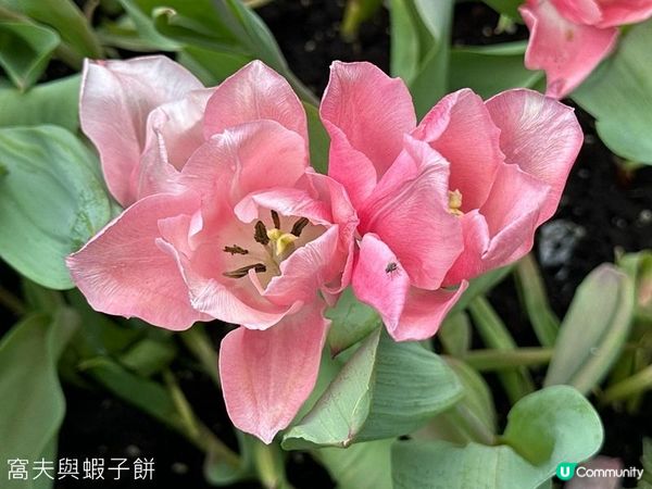 香港好去處 | 賞花 | 2026維園花展(4) | 鬱金香