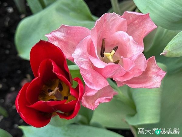 香港好去處 | 賞花 | 2026維園花展(4) | 鬱金香