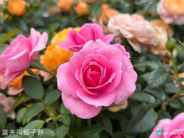 香港好去處 | 賞花 | 2026維園花展(5) | 玫瑰