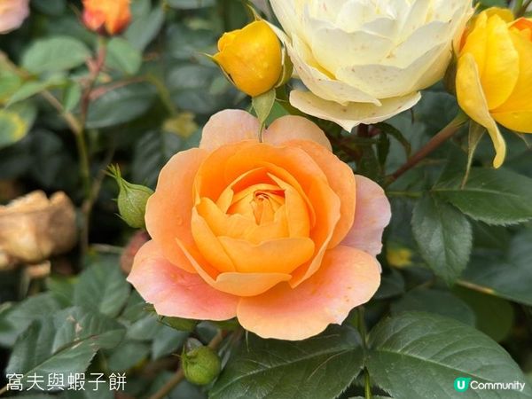香港好去處 | 賞花 | 2026維園花展(5) | 玫瑰