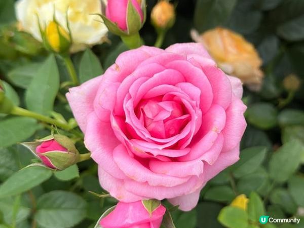 香港好去處 | 賞花 | 2026維園花展(5) | 玫瑰