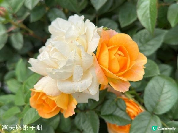 香港好去處 | 賞花 | 2026維園花展(5) | 玫瑰