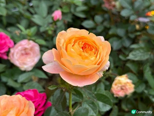 香港好去處 | 賞花 | 2026維園花展(5) | 玫瑰