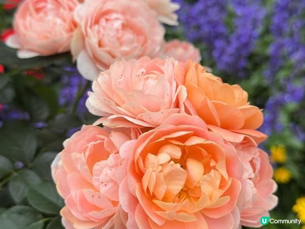 香港好去處 | 賞花 | 2026維園花展(5) | 玫瑰