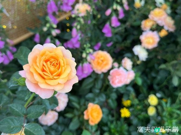 香港好去處 | 賞花 | 2026維園花展(5) | 玫瑰