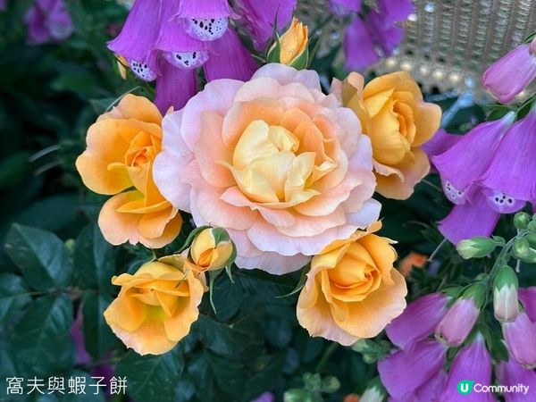 香港好去處 | 賞花 | 2026維園花展(5) | 玫瑰