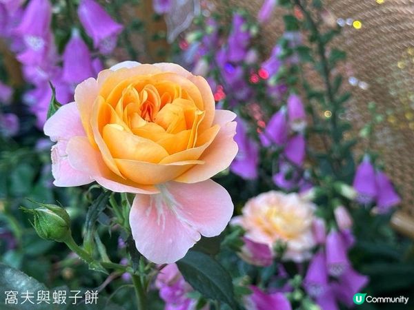 香港好去處 | 賞花 | 2026維園花展(5) | 玫瑰