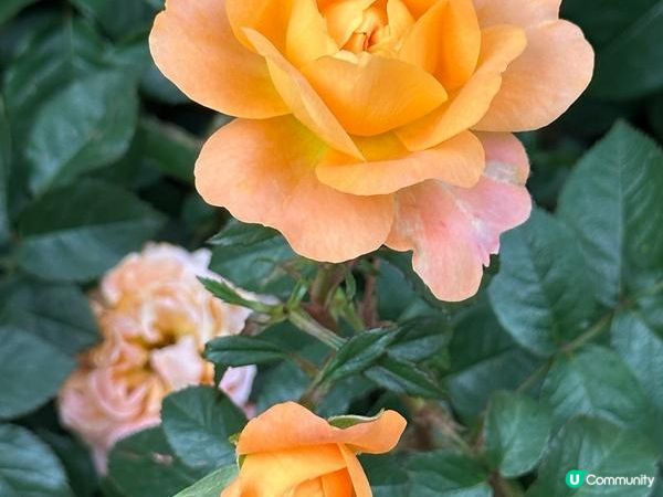 香港好去處 | 賞花 | 2026維園花展(5) | 玫瑰