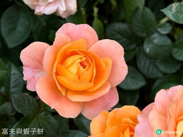 香港好去處 | 賞花 | 2026維園花展(5) | 玫瑰