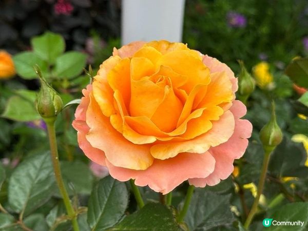 香港好去處 | 賞花 | 2026維園花展(5) | 玫瑰